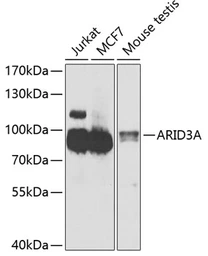 Anti-DRIL1 antibody used in Western Blot (WB). GTX64706