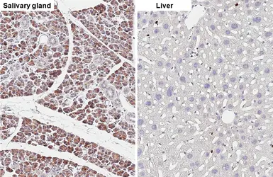 Anti-Lactoferrin antibody [HL5843] used in IHC (Paraffin sections) (IHC-P). GTX647161