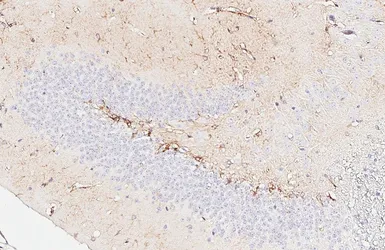 Anti-Aldolase C antibody [HL5850] used in IHC (Paraffin sections) (IHC-P). GTX647168