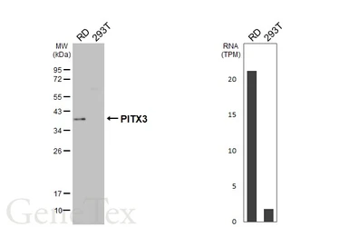 Anti-PITX3 antibody [HL5853] used in Western Blot (WB). GTX647171