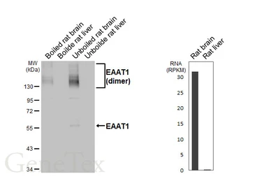 Anti-EAAT1 antibody [HL5913] used in Western Blot (WB). GTX647238