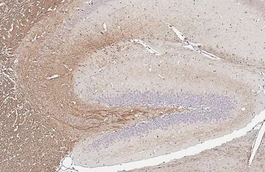 Anti-alpha Internexin antibody [HL5916] used in IHC (Paraffin sections) (IHC-P). GTX647241