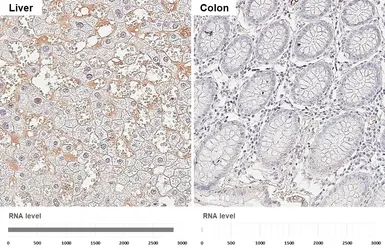 Anti-Fibrinogen alpha antibody [HL5932] used in IHC (Paraffin sections) (IHC-P). GTX647257