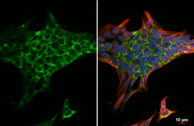 Anti-Neuroserpin antibody [HL5935] used in Immunocytochemistry/ Immunofluorescence (ICC/IF). GTX647260