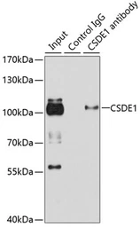 Anti-CSDE1 antibody used in Immunoprecipitation (IP). GTX64731