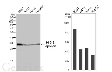 Anti-14-3-3 epsilon antibody [HL5944] used in Western Blot (WB). GTX647556