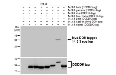 Anti-14-3-3 epsilon antibody [HL5944] used in Western Blot (WB). GTX647556