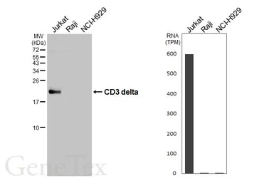 Anti-CD3 delta antibody [HL5955] used in Western Blot (WB). GTX647567