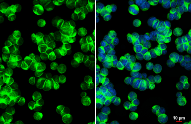 Anti-CD3 delta antibody [HL5955] used in Immunocytochemistry/ Immunofluorescence (ICC/IF). GTX647567