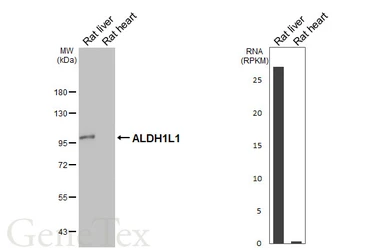 Anti-ALDH1L1 antibody [HL5956] used in Western Blot (WB). GTX647568