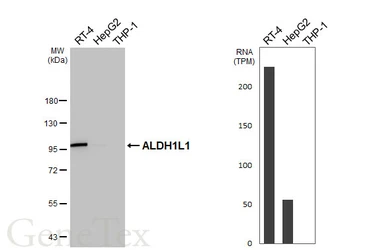 Anti-ALDH1L1 antibody [HL5956] used in Western Blot (WB). GTX647568