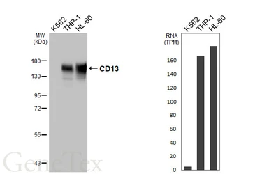 Anti-CD13 antibody [HL5966] used in Western Blot (WB). GTX647580