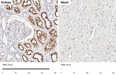 Anti-CD13 antibody [HL5966] used in IHC (Paraffin sections) (IHC-P). GTX647580