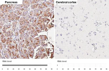 Anti-CD13 antibody [HL5966] used in IHC (Paraffin sections) (IHC-P). GTX647580
