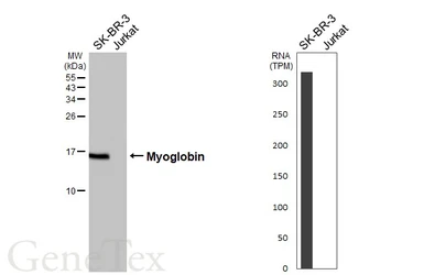 Anti-Myoglobin antibody [HL5977] used in Western Blot (WB). GTX647591
