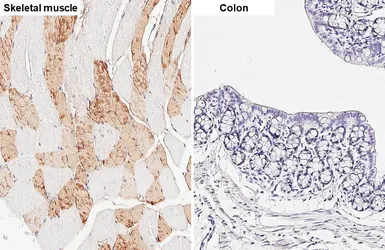 Anti-Myoglobin antibody [HL5977] used in IHC (Paraffin sections) (IHC-P). GTX647591