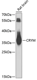 Anti-CRYM antibody used in Western Blot (WB). GTX64761