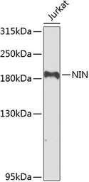 Anti-Ninein antibody used in Western Blot (WB). GTX64771