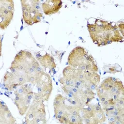 Anti-Ninein antibody used in IHC (Paraffin sections) (IHC-P). GTX64771