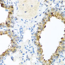 Anti-Ninein antibody used in IHC (Paraffin sections) (IHC-P). GTX64771