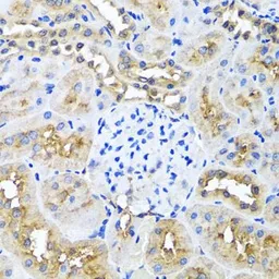 Anti-Ninein antibody used in IHC (Paraffin sections) (IHC-P). GTX64771