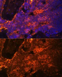 Anti-alpha 1 Spectrin antibody used in IHC (Paraffin sections) (IHC-P). GTX64806