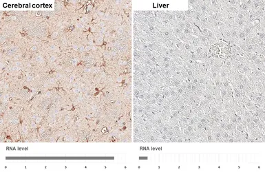 Anti-PHGDH antibody [HL6006] used in IHC (Paraffin sections) (IHC-P). GTX648080