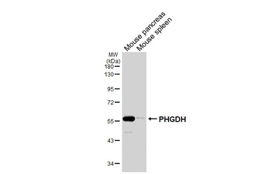 Anti-PHGDH antibody [HL6006] used in Western Blot (WB). GTX648080