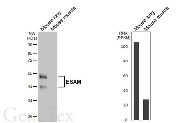 Anti-ESAM antibody [HL6024] used in Western Blot (WB). GTX648098