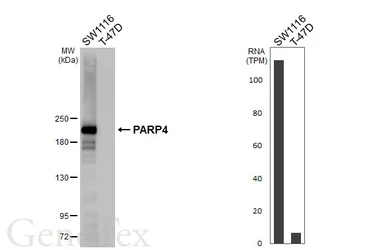 Anti-PARP4 antibody [HL6034] used in Western Blot (WB). GTX648108