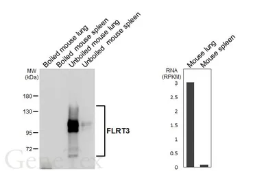 Anti-FLRT3 antibody [GT396] used in Western Blot (WB). GTX648115