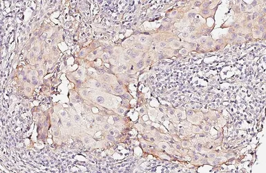 Anti-Nectin 2 antibody [HL6045] used in IHC (Paraffin sections) (IHC-P). GTX648124