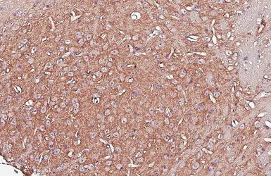 Anti-GPR37L1 antibody [HL6063] used in IHC (Paraffin sections) (IHC-P). GTX648142