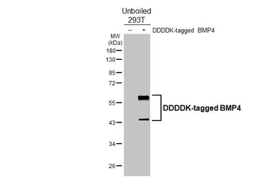 Anti-BMP4 antibody [HL6089] used in Western Blot (WB). GTX648174