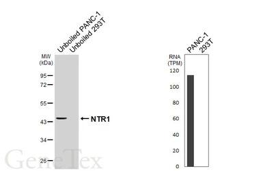 Anti-NTR1 antibody [HL6102] used in Western Blot (WB). GTX648187