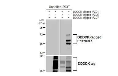 Anti-Frizzled 7 antibody [HL6104] used in Western Blot (WB). GTX648189
