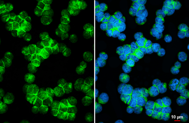 Anti-CD5 antibody [HL6108] used in Immunocytochemistry/ Immunofluorescence (ICC/IF). GTX648193