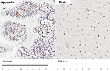 Anti-EMR3 antibody [HL6110] used in IHC (Paraffin sections) (IHC-P). GTX648195