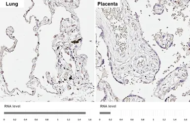Anti-EMR3 antibody [HL6110] used in IHC (Paraffin sections) (IHC-P). GTX648195