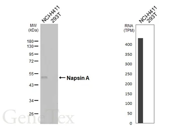 Anti-Napsin A antibody [HL6114] used in Western Blot (WB). GTX648199