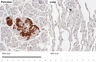 Anti-Pancreatic Polypeptide antibody [HL6116] used in IHC (Paraffin sections) (IHC-P). GTX648201