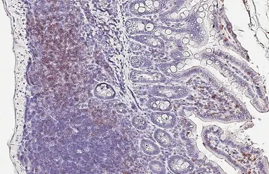 Anti-CD3 epsilon antibody [HL6121] used in IHC (Paraffin sections) (IHC-P). GTX648206