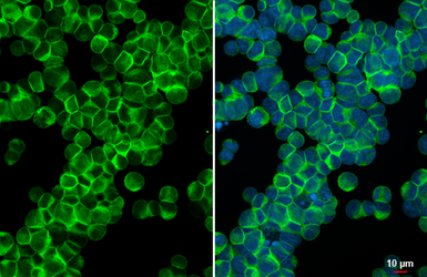 Anti-CD3 epsilon antibody [HL6121] used in Immunocytochemistry/ Immunofluorescence (ICC/IF). GTX648206