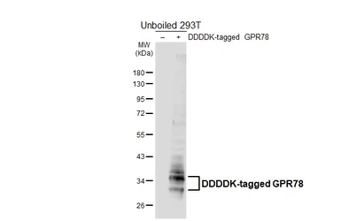 Anti-GPR78 antibody [HL6136] used in Western Blot (WB). GTX648223