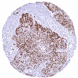 Anti-FOXA1 antibody [HMV4726] HistoMAX&trade; used in IHC (Paraffin sections) (IHC-P). GTX648263