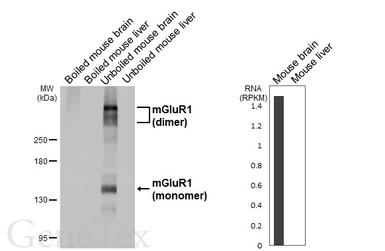 Anti-mGluR1 antibody [HL6190] used in Western Blot (WB). GTX648282