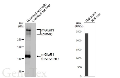 Anti-mGluR1 antibody [HL6190] used in Western Blot (WB). GTX648282