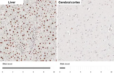 Anti-Retinoid X Receptor alpha antibody [HL6191] used in IHC (Paraffin sections) (IHC-P). GTX648283