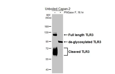 Anti-TLR3 antibody [HL6206] used in Western Blot (WB). GTX648298