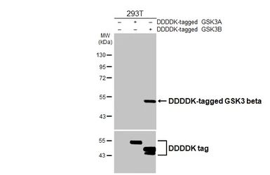 Anti-GSK3 beta antibody [HL6229] used in Western Blot (WB). GTX648321